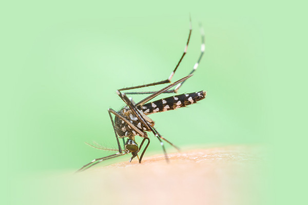 Aedes Mosquito