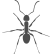 Ant