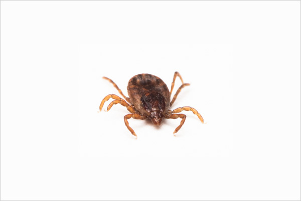 Flea And Tick