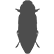 Woodboring
Beetle