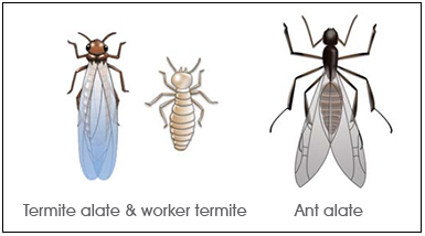 Termite alate & worker termite | Ant alate
