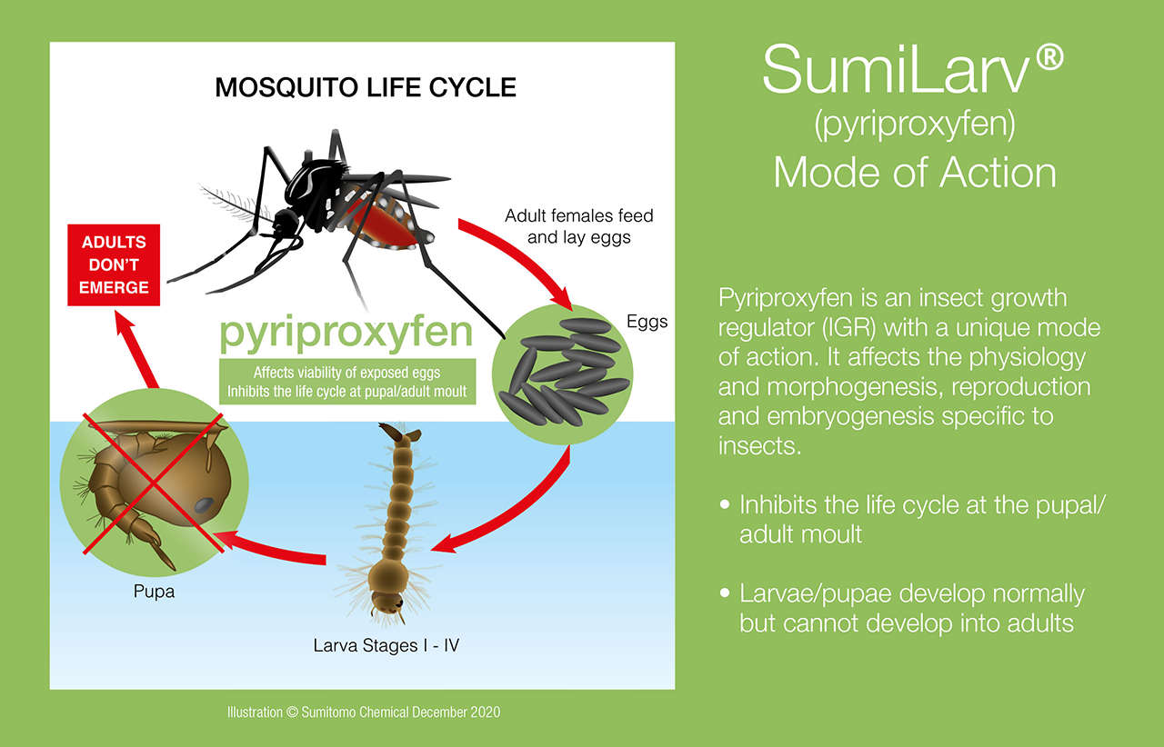 SumiLar (pyriproxyfen) mode of action | Mosquito life cycle diagram | Pyriproxyfen insect growth regulator (IGR) | Inhibits the life cycle at the pupal and adult moult | Larvae and pupae develop normally but cannot emerge as adults | Mosquito eggs, larvae, pupa and adult stages