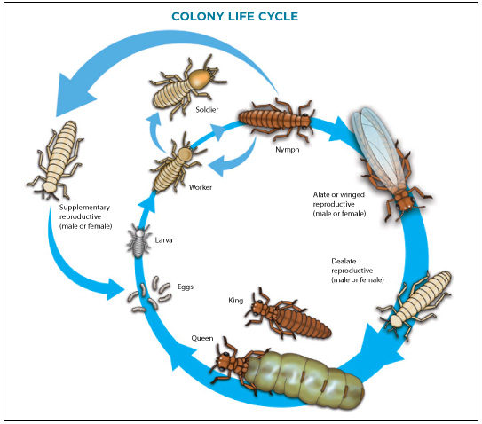 Colony Life Cycle