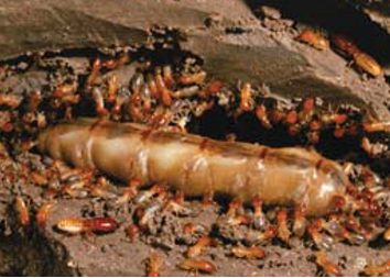 Termites