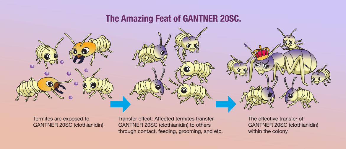 The Amazing Feat of GANTNER 20SC. Termites are exposed to GANTNER 20SC (clothianidin). Transfer effect: Affected termites transfer GANTNER 20SC (clothianidin) to others through contact, feeding, grooming, and etc. The effective transfer of GANTNER 20SC (clothianidin) within the colony.
