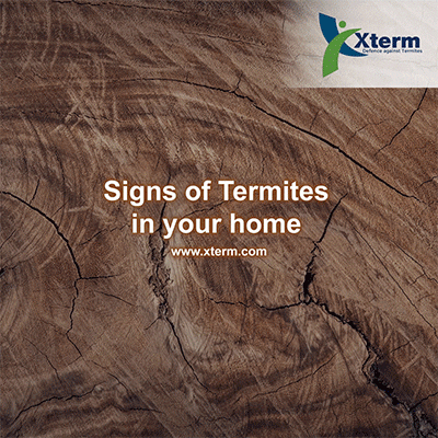 Signs of Termites in your home | Bubbles on wood surfaces | Termite wings | Termite Mud Shelter