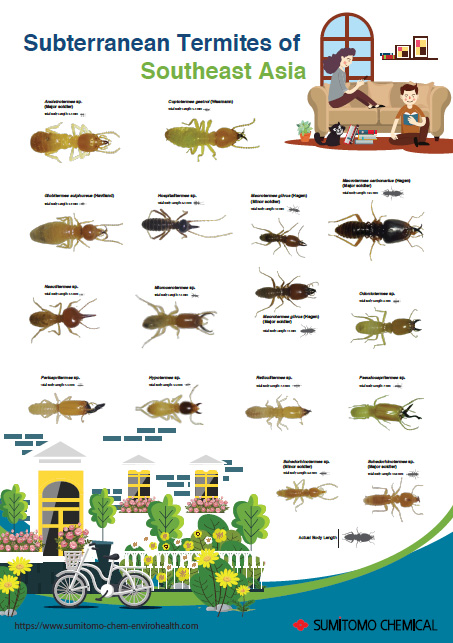 Subterranean Termite of Southeast Asia