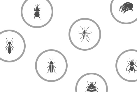 Pests & Solutions